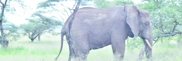 Tarangire to Serengeti Central (Half Day Game Drive) 