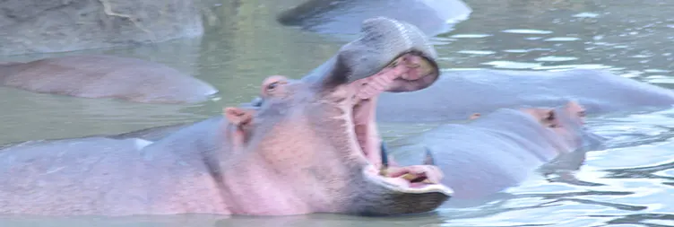 Manyara to Serengeti (Afternoon Game Drive) 