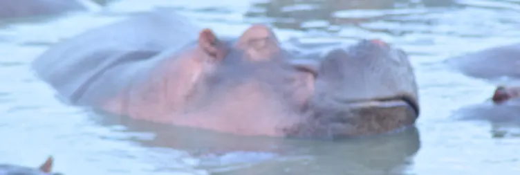  Serengeti (Morning Game Drive) to Ngorongoro 