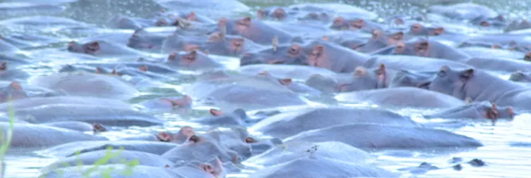 Serengeti (Morning Game Drive) to Ngorongoro 