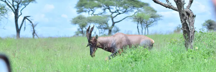 Arusha to Central Serengeti