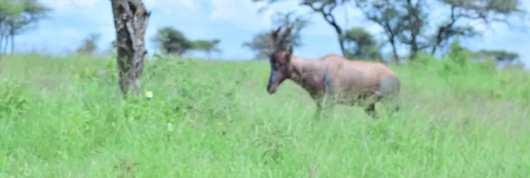 Serengeti to Ngorongoro 