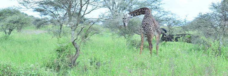 Ngorongoro Crater Tour back to Arusha ng