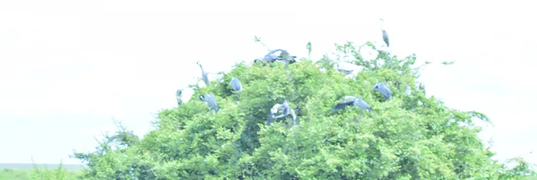 Ngorongoro Crater (Full Day Tour) back to Arusha 