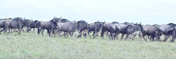 Manyara to Serengeti (Afternoon Game Drive) 