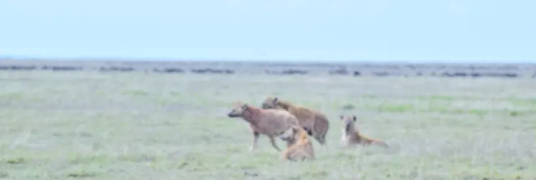 Central Serengeti Full Day Tour