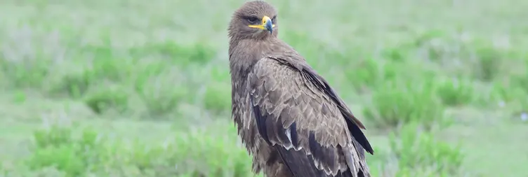 Central Serengeti Full Day Tour