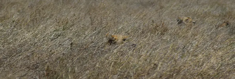 Central Serengeti Full Day Tour 