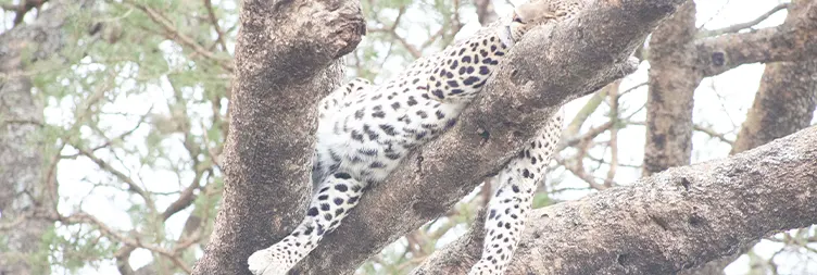 Ngorongoro Crater (Full Day Tour) back to Arusha 