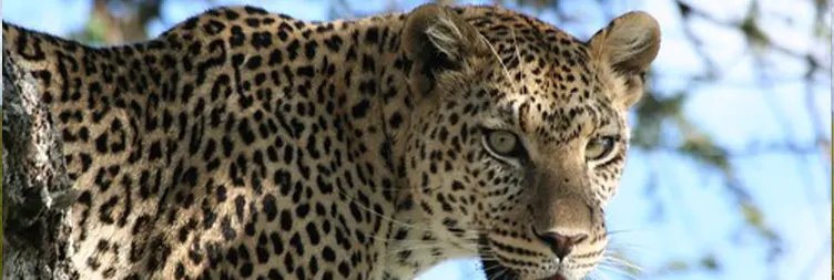 Tarangire to Serengeti Central (Half Day Game Drive) 