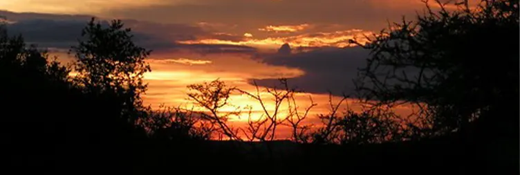 Tarangire to Serengeti Central (Half Day Game Drive)