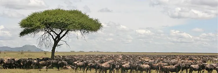 Central Serengeti Full Day Tour 