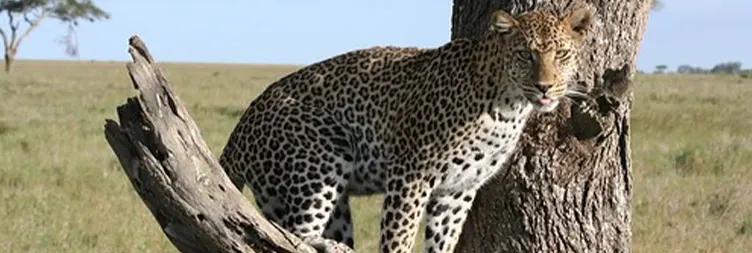 Tarangire to Serengeti Central (Half Day Game Drive) 