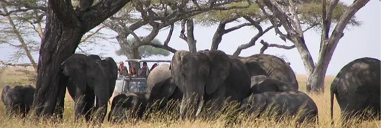 Ngorongoro Crater Tour back to Arusha 