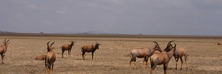 Arusha to Central Serengeti 