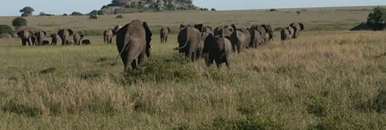 Manyara to Serengeti (Afternoon Game Drive) 