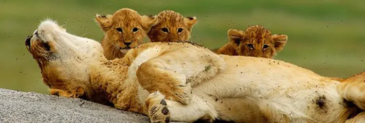 Arusha to Central Serengeti 