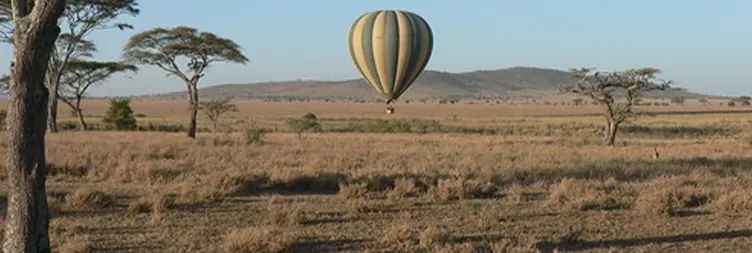 Tarangire to Serengeti Central (Half-Day Game Drive)