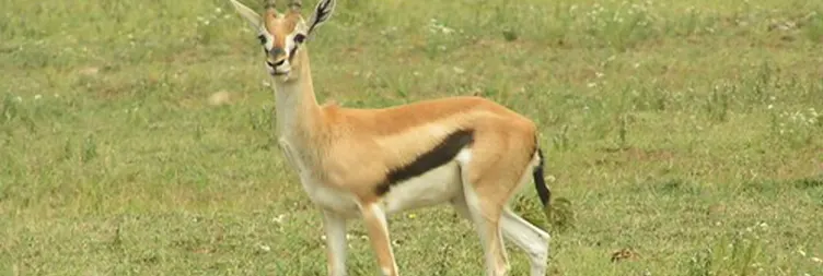 Tarangire to Serengeti Central (Half Day Game Drive) 