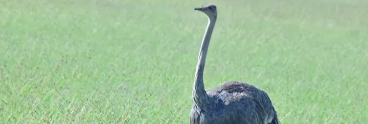 Central Serengeti Full Day Tour 