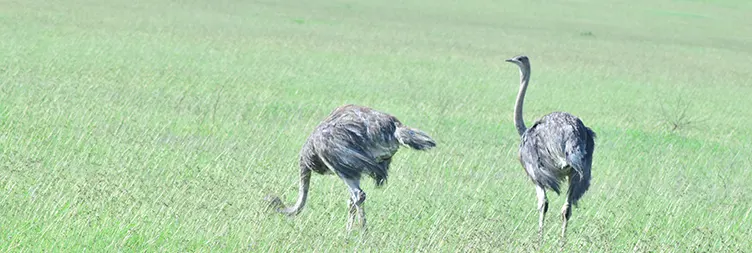 Arusha to Central Serengeti.