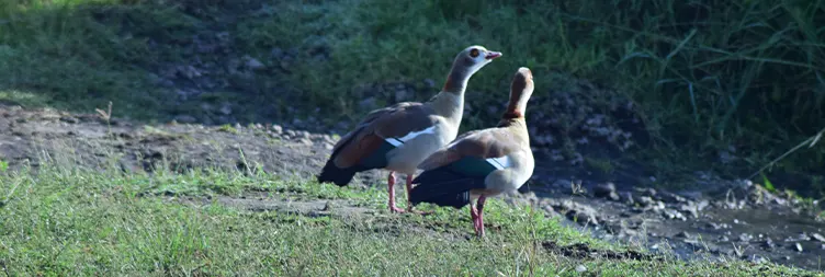 Central Serengeti Full Day Tour 