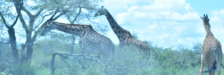 Tarangire to Serengeti Central (Half Day Game Drive) 