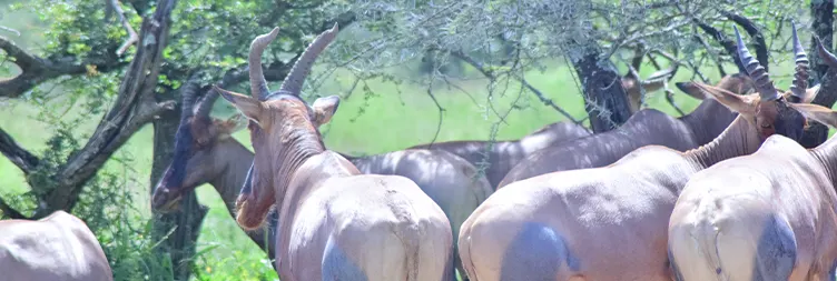 Central Serengeti Full Day Tour