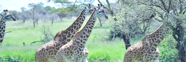 Central Serengeti Full Day Tour