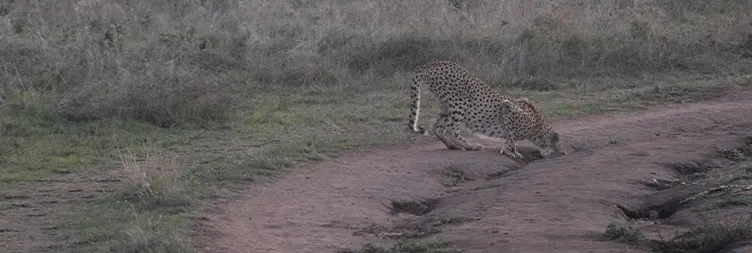 Ngorongoro Crater (Full Day Tour) back to Arusha 