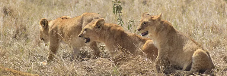 Manyara to Serengeti (Half Day Safari tour)