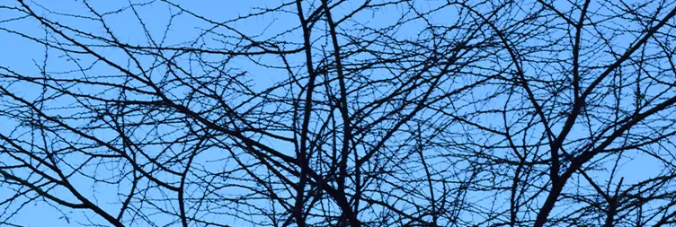 Serengeti (Morning Game Drive) to Ngorongoro