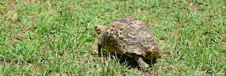 Central Serengeti Full Day Tour 