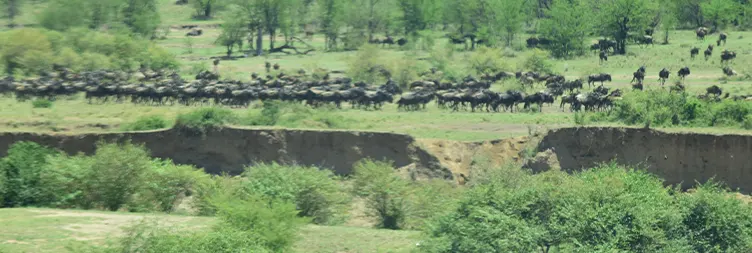 Tarangire to Serengeti Central (Half Day Game Drive)