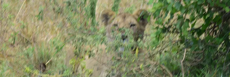 Ngorongoro Crater Full Day Tour Back to Arusha