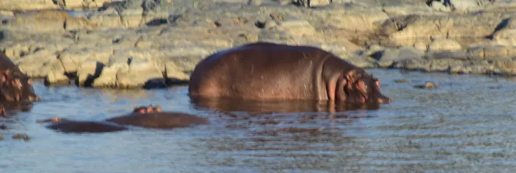 Tarangire to Serengeti Central (Half Day Game Drive) 