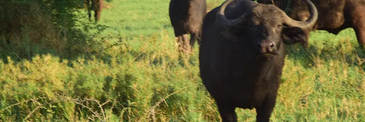 Tarangire to Serengeti Central (Half Day Game Drive) 