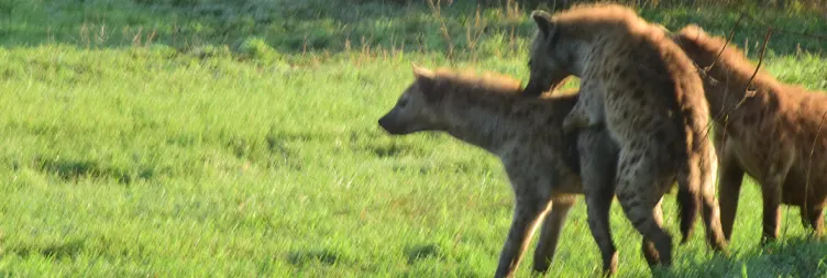 Arusha to Central Serengeti