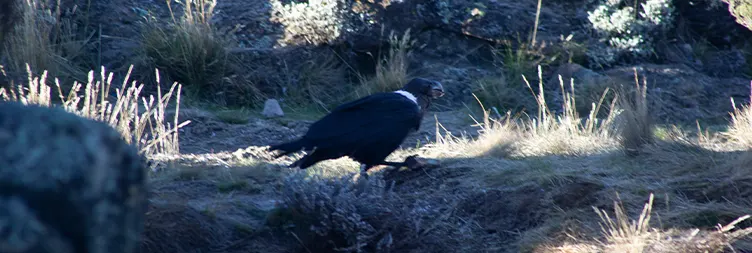 Shira 1 Camp Shira 2 Camp: 