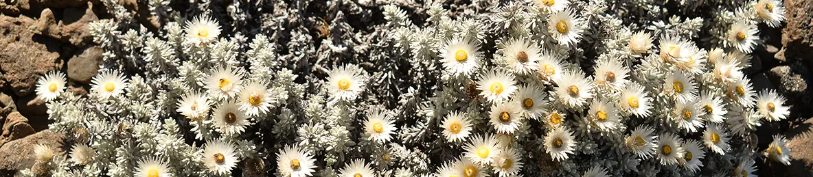 Kilimanjaro Lemosho Route, Londorossi route, Northern Circuit Route