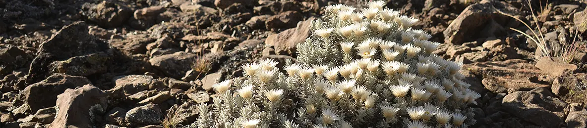 Kilimanjaro Lemosho Route, Londorossi route, Northern Circuit Route