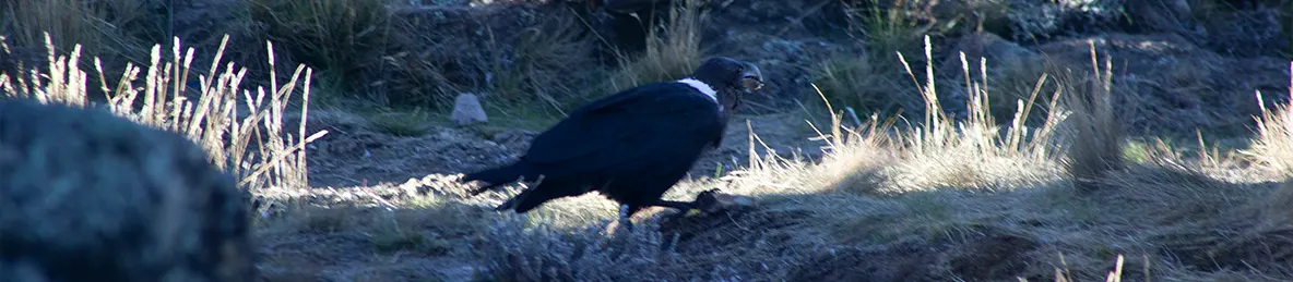 Kilimanjaro Lemosho Route, Northern Circuit Route