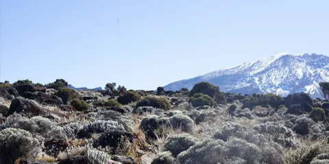 7 Days Kilimanjaro Trekking Unveiled Trip of Discovery on Machame Route