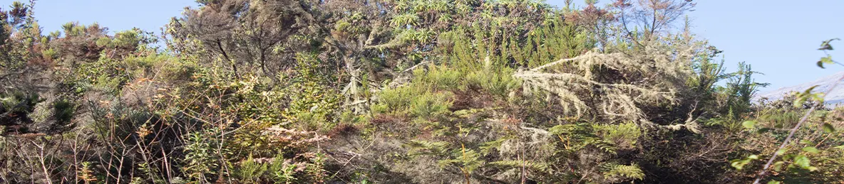 Kilimanjaro Rongai Route