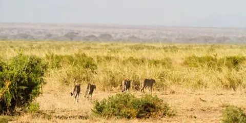 3 Days Budget Safari Bonanza Camping Big Five