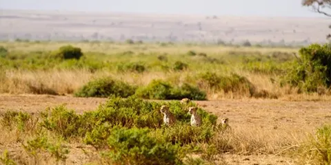 cover-3 Days Group Camping in Serengeti and Ngorongoro Crater