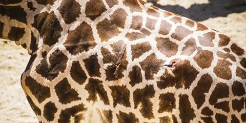 5 Days Mid Range Private Expedition Journey