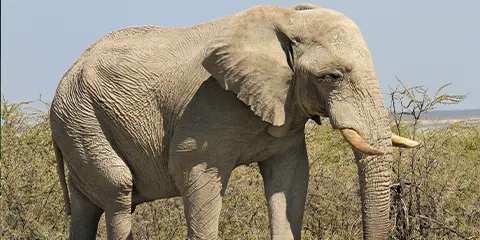 3 Days Tanzania Budget Camping Safari Wild wonders in Serengeti