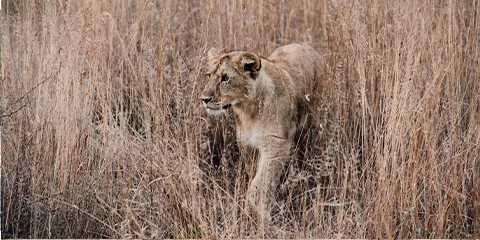 4 Days Symphony Vip Private Adventure Through Tarangire