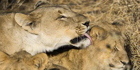 1 Day Embark on a Wildlife Odyssey Lake Manyara Safari